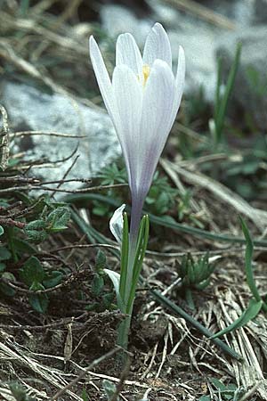 Crocus vernus \ Frhlings-Krokus / Spring Crocus, I Campo Imperatore 22.5.2005