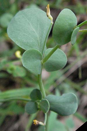 Coronilla scorpioides \ Skorpions-Kronwicke / Annual Scorpion Vetch, I San Benedetto del Tronco 6.6.2007