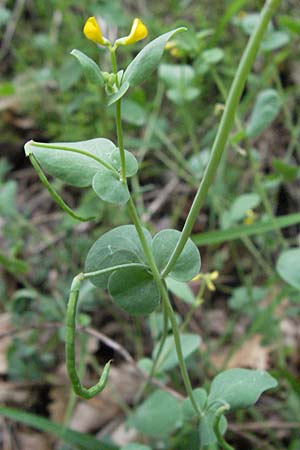 Coronilla scorpioides \ Skorpions-Kronwicke / Annual Scorpion Vetch, I San Benedetto del Tronco 6.6.2007