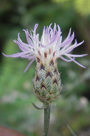 Centaurea stoebe \ Rispen-Flockenblume, I Sant' Anna d'Alfaedo 17.7.2010