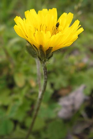 Crepis sancta \ Hasensalat / Holy's Hawk's-Beard, I Cattolica 24.3.2013