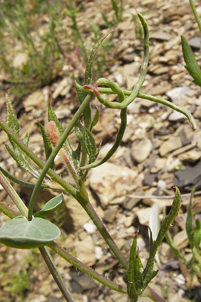 Coronilla scorpioides \ Skorpions-Kronwicke / Annual Scorpion Vetch, I Liguria, Pietrabruna 30.5.2013