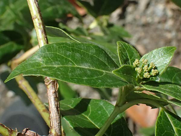 Cornus sanguinea \ Blutroter Hartriegel, Roter Hartriegel, I Liguria, Sestri Levante 3.10.2023