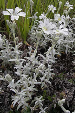 Cerastium tomentosum \ Filziges Hornkraut, Silber-Teppich / Snow in Summer, I Campo Imperatore 5.6.2007