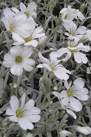 Cerastium tomentosum \ Filziges Hornkraut, Silber-Teppich / Snow in Summer, I Campo Imperatore 5.6.2007