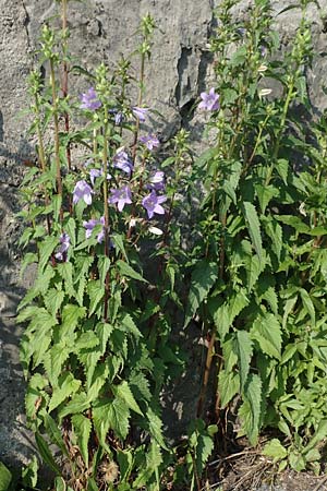 Campanula trachelium \ Nesselblttrige Glockenblume / Nettle-Leaved Bellflower, I Alpi Bergamasche, Zambla Alta 8.6.2017