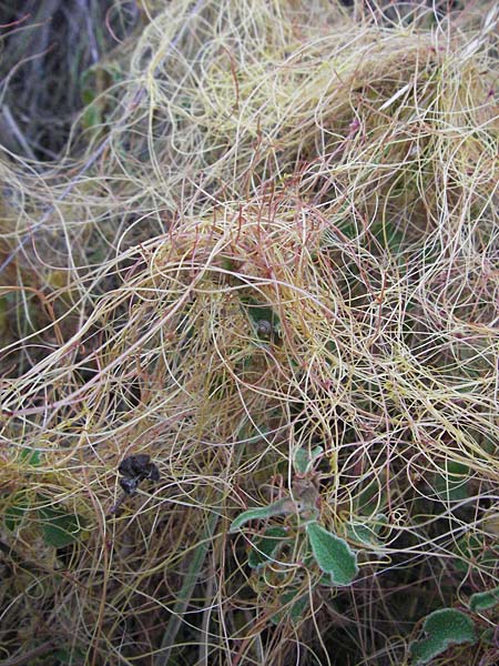 Cuscuta approximata \ Goldgelbe Seide / Alfalfa Dodder, I Passignano 1.6.2007