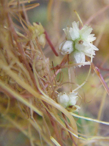 Cuscuta approximata \ Goldgelbe Seide / Alfalfa Dodder, I Passignano 1.6.2007