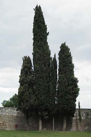 Cupressus sempervirens var. pyramidalis \ Säulen-Zypresse, Italienische Zypresse / Italian Cypress, I Perugia 3.6.2007