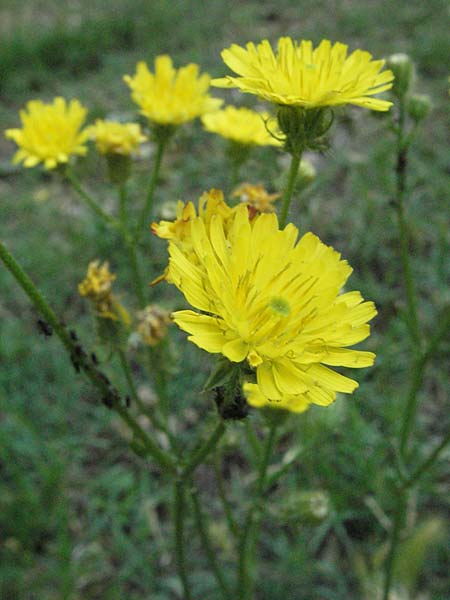 Crepis vesicaria subsp. vesicaria ? \ Blasen-Pippau / Beaked Hawk's-Beard, I Passignano 3.6.2007