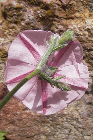 Convolvulus lineatus \ Gestrichelte Winde, I Liguria, Dolcedo 30.5.2013