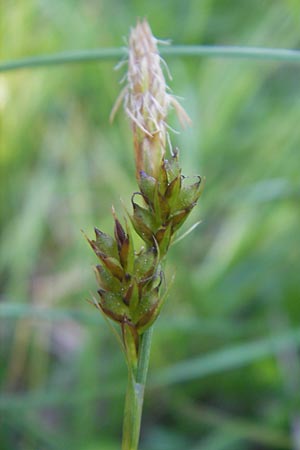 Carex umbrosa \ Schatten-Segge / Umbrosa Sedge, I Liguria, Sassello 22.5.2010