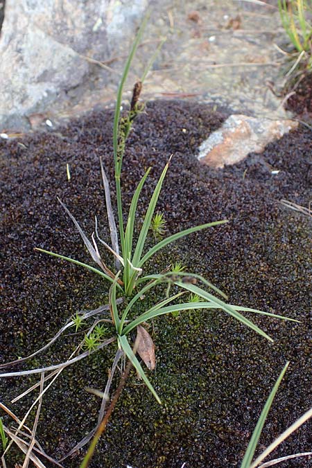 Carex panicea \ Hirse-Segge, I Südtirol,  Stallersattel 6.7.2022