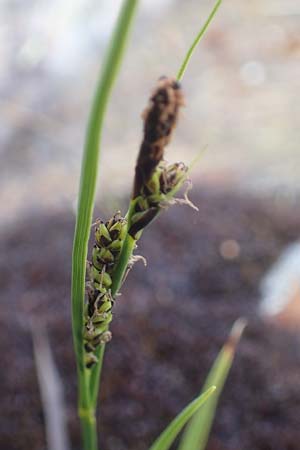 Carex panicea \ Hirse-Segge, I Südtirol,  Stallersattel 6.7.2022
