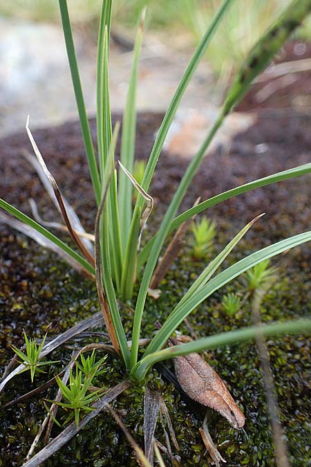 Carex panicea \ Hirse-Segge, I Südtirol,  Stallersattel 6.7.2022