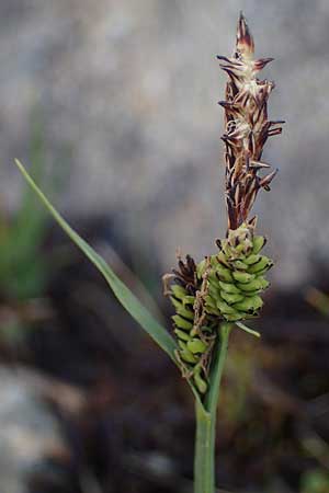 Carex nigra \ Braune Segge, I Südtirol,  Stallersattel 6.7.2022