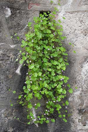 Cymbalaria muralis \ Gemeines Zimbelkraut, Mauer-Zimbelkraut, I Liguria, Altare 25.5.2013