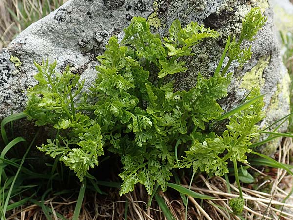 Cystopteris alpina \ Alpen-Blasenfarn / Alpine Bladder Fern, I Passo San Marco 10.6.2017