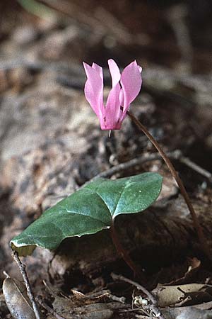 Cyclamen repandum \ Geschweiftblttriges Alpenveilchen, I Promontorio del Gargano, San Giovanni Rotondo 2.5.1985