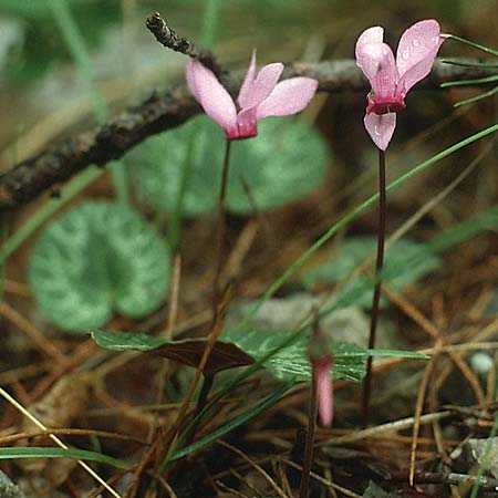 Cyclamen purpurascens \ Europisches Alpenveilchen, I Gardasee, Riva 18.6.1988