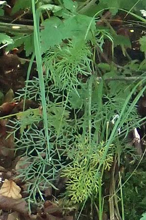 Pteroselinum rablense \ Raibler Haarstrang / Raibl Hog's Fennel, I Alpi Bergamasche, Zambla Alta 7.6.2017