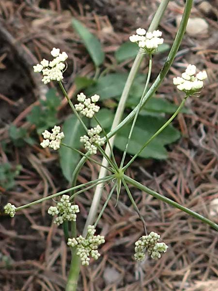 Laserpitium peucedanoides / Sermountain, I Südtirol,  Plätzwiese 5.7.2022