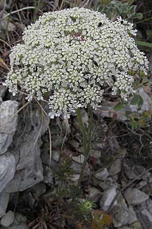 Daucus carota agg. \ Wilde Mhre / Wild Carrot, Queen Anne's Lace, I Ancona 29.5.2007