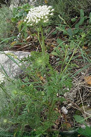 Daucus carota agg. \ Wilde Mhre / Wild Carrot, Queen Anne's Lace, I Ancona 29.5.2007