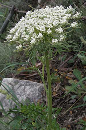 Daucus carota agg. \ Wilde Mhre / Wild Carrot, Queen Anne's Lace, I Ancona 29.5.2007