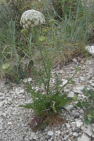 Daucus carota agg. \ Wilde Mhre / Wild Carrot, Queen Anne's Lace, I Ancona 29.5.2007