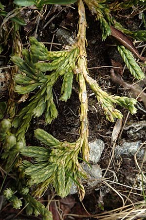 Diphasiastrum alpinum \ Alpen-Flach-Brlapp / Alpine Clubmoss, I Passo San Marco 10.6.2017