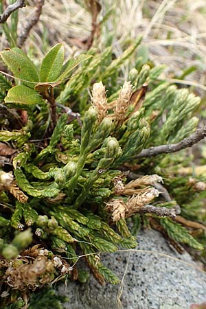 Diphasiastrum alpinum \ Alpen-Flach-Brlapp / Alpine Clubmoss, I Passo San Marco 10.6.2017