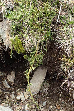 Diphasiastrum alpinum \ Alpen-Flach-Brlapp / Alpine Clubmoss, I Passo San Marco 10.6.2017