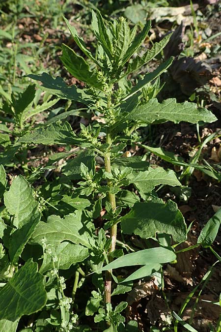 Dysphania ambrosioides \ Wohlriechender Drsengnsefu, Jesuiten-Tee, I Liguria, Altare 7.10.2021