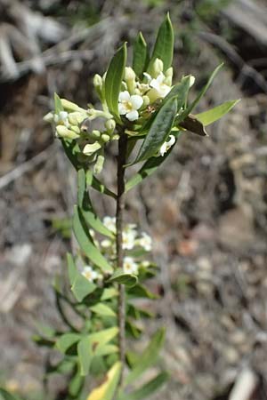 Daphne gnidium \ Herbst-Seidelbast / Autumn Daphne, I Liguria, Moneglia 26.9.2023