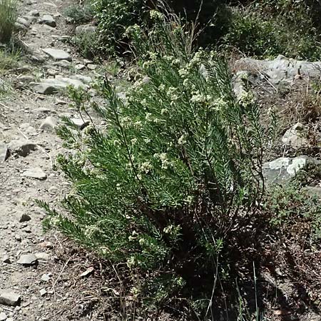Daphne gnidium \ Herbst-Seidelbast, I Liguria, Moneglia 26.9.2023