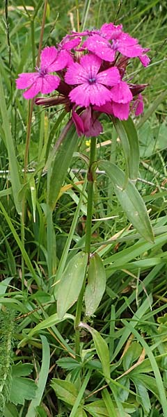 Dianthus barbatus \ Bart-Nelke / Sweet William, I Südtirol,  Gsieser Tal 7.7.2022