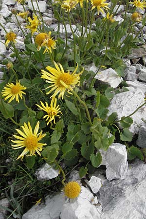 Doronicum columnae \ Herzblttrige Gmswurz / Heart-Leaved Leopard's-Bane, Eastern Leopard's-Bane, I Campo Imperatore 5.6.2007