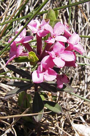 Daphne cneorum \ Rosmarin-Seidelbast, Flaumiger Seidelbast / Garland Flower, I Liguria, Monte Beigua 24.5.2013