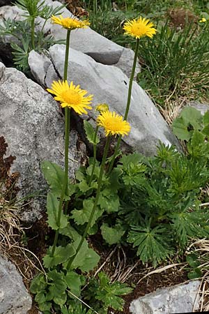 Doronicum columnae \ Herzblttrige Gmswurz, I Alpi Bergamasche, Pizzo Arera 9.6.2017