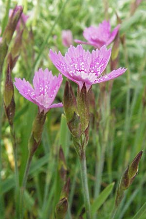 Dianthus deltoides \ Heide-Nelke, I Monti Sibillini 8.6.2007