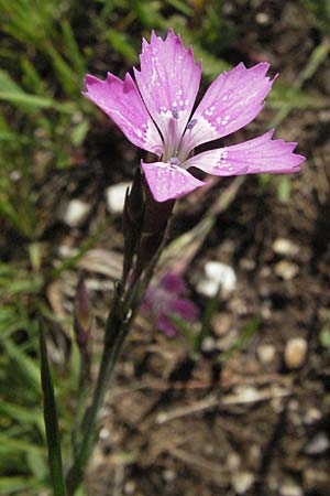 Dianthus deltoides \ Heide-Nelke / Maiden Pink, I Monti Sibillini 8.6.2007