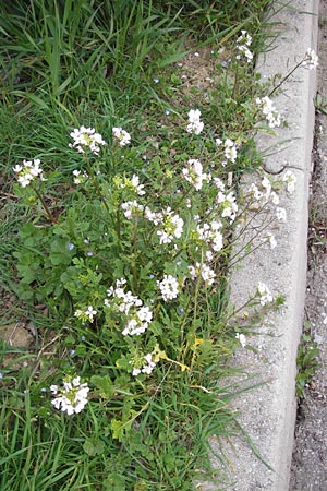 Diplotaxis erucoides \ Rauken-Doppelsame, I Cattolica 24.3.2013