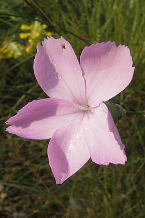 Dianthus sylvestris \ Stein-Nelke, I Trieste 27.6.2010