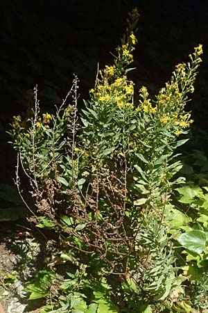 Dittrichia viscosa \ Klebriger Alant / Woody Fleabane, False Yellowhead, I Liguria, Moneglia 25.9.2023