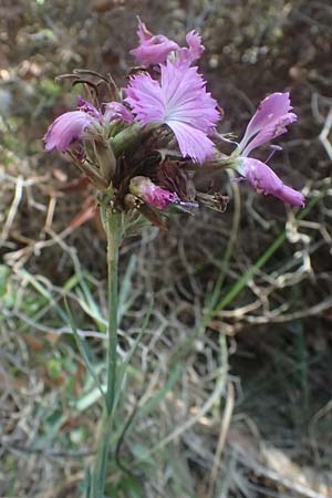 Dianthus balbisii \ Balbis' Nelke / Balbis' Pink, I Liguria, Moneglia 26.9.2023