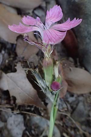 Dianthus balbisii \ Balbis' Nelke, I Liguria, Moneglia 26.9.2023
