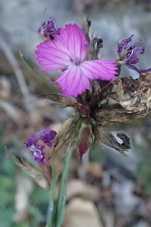 Dianthus balbisii \ Balbis' Nelke / Balbis' Pink, I Liguria, Cinque Terre 28.9.2023