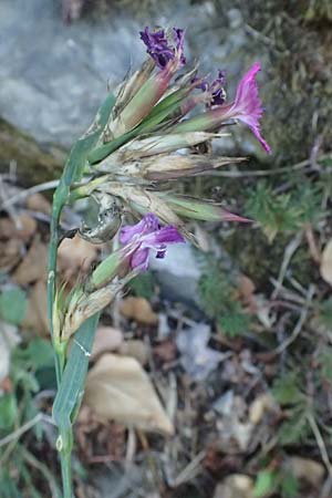 Dianthus balbisii \ Balbis' Nelke, I Liguria, Cinque Terre 28.9.2023