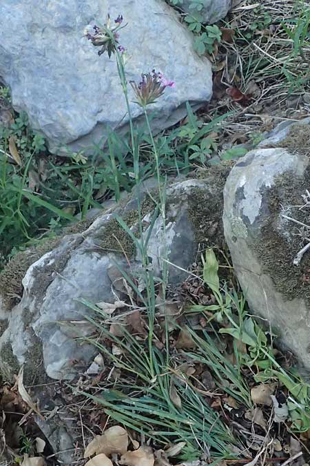 Dianthus balbisii \ Balbis' Nelke / Balbis' Pink, I Liguria, Cinque Terre 28.9.2023